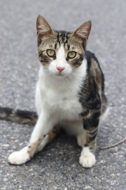 siyah beyaz kedi, İstanbul'da sokak kedisi