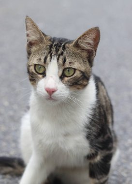 siyah beyaz kedi, İstanbul'da sokak kedisi