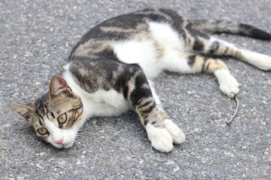 siyah beyaz kedi, İstanbul'da sokak kedisi