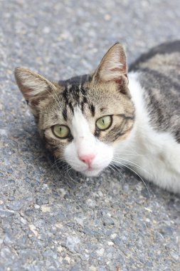 siyah beyaz kedi, İstanbul'da sokak kedisi