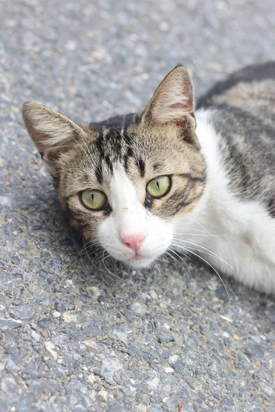 Kucing Hitam Dan Putih Kucing Jalanan Istanbul — Stok Foto