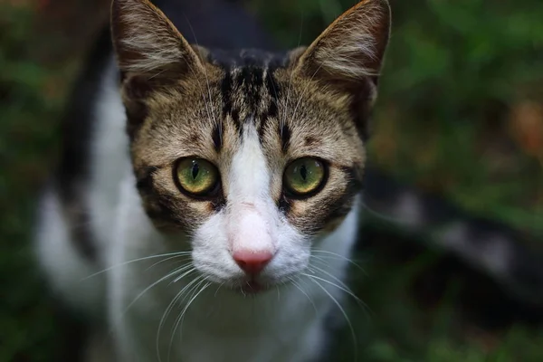 Gato Preto Branco Gato Rua Istanbul — Fotografia de Stock