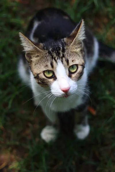 Gato Preto Branco Gato Rua Istanbul — Fotografia de Stock