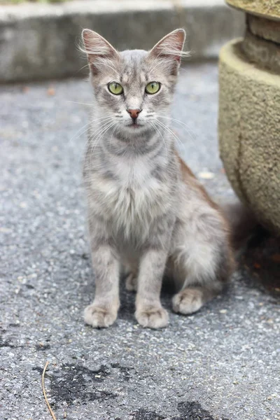 Gato Cinzento Rua Gato Istanbul Imagem De Stock