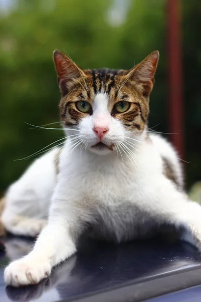 portrait of black white cat in istanbul