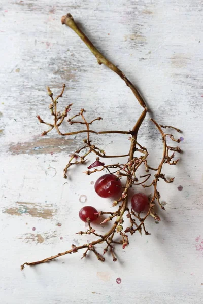 Ramo Vazio Uva Preta Vermelha Fundo Madeira Branco Comido — Fotografia de Stock