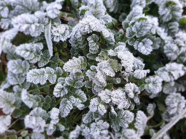 Green Small Plants Rime Winter Morning — Stock Photo, Image