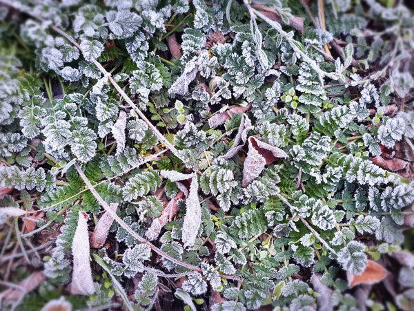 Green Small Plants Brown Leaves Rime Winter Morning — Stock Photo, Image