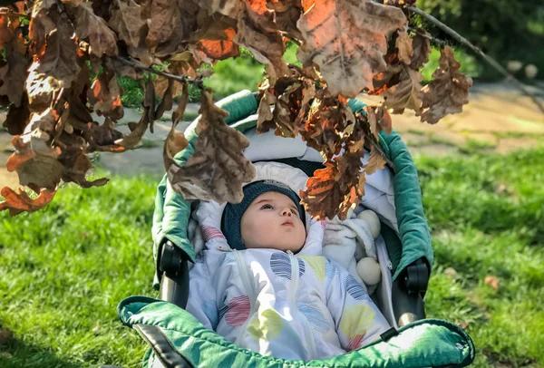 Little baby looks at the leaves