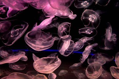 Denizanası suyun altında güzel görünüyorsun