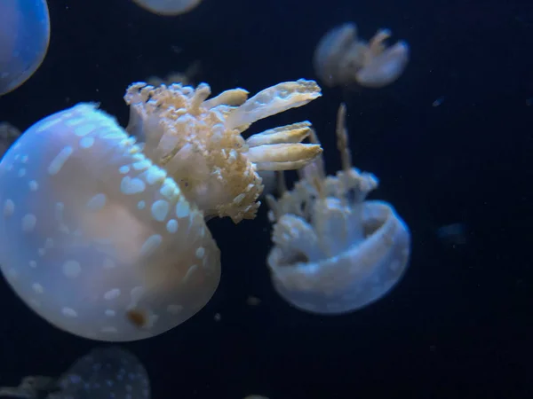 Denizanası suyun altında güzel görünüyorsun