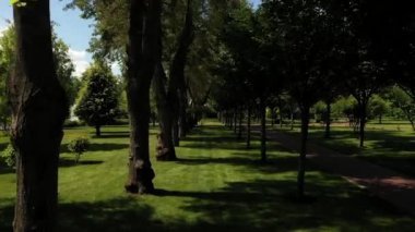 parkta ağaçlar arasında drone görünümü hareketi sağ