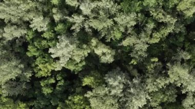 ağacın tepesindeki ormanın üzerine tırmanmak kamera aşağı bakar