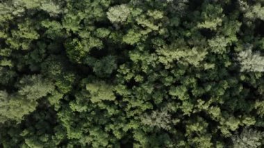 Aerial Shot drone görünümü Ağacın tepesindeki ormanın hemen üstündeki açıklık kamera ormanın panoramasını aşağı bakar