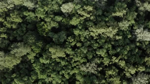 Widok Drone Lotu Ptaka Rozpiętość Tuż Nad Lasem Nad Treetops — Wideo stockowe