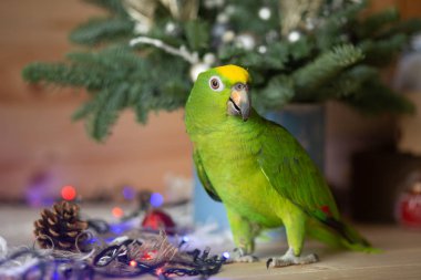 Şık yeşil papağan 