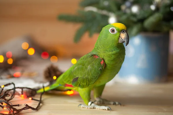 Chic Green Parrot Amazon Festive Green Interior — Stock Photo, Image