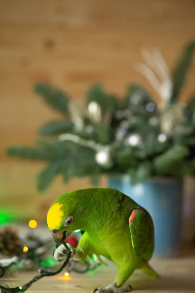 Perroquet Vert Chic Amazon Dans Intérieur Vert Festif — Photo