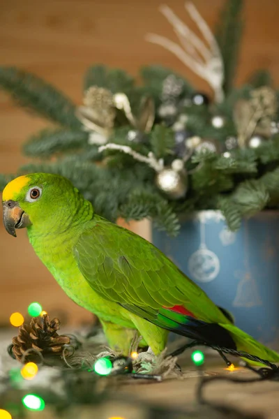 Chic Green Parrot Amazon Festive Green Interior — Stock Photo, Image