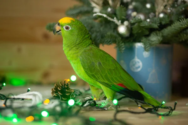 Chic Green Parrot Amazon Festive Green Interior — Stock Photo, Image