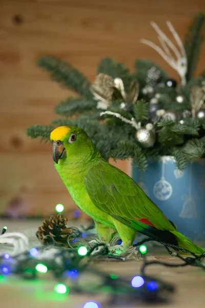 Chique Groene Papegaai Amazon Feestelijke Groen Interieur — Stockfoto