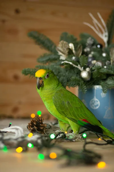 Шикарный Зеленый Попугай Амазонка Праздничном Зеленом Интерьере — стоковое фото