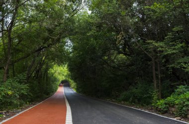 Yoğun orman orman yolu