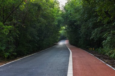 Yoğun orman orman yolu