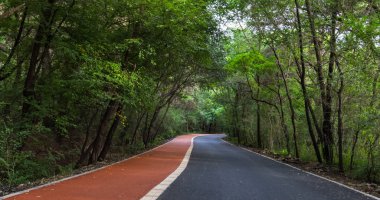 Yoğun orman orman yolu