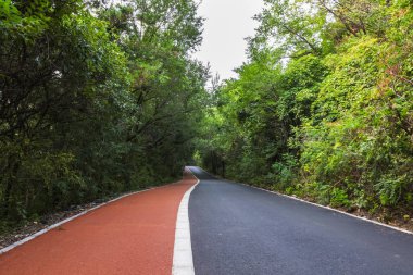 Yoğun orman orman yolu