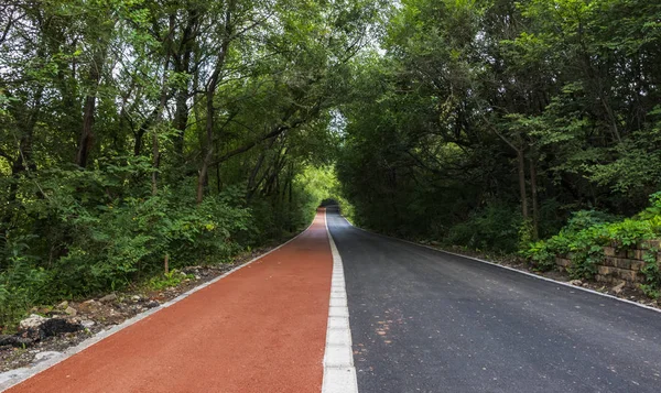 Forest road in dense forest