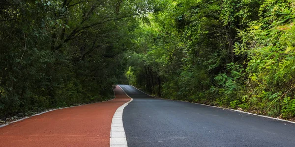 Yoğun orman orman yolu