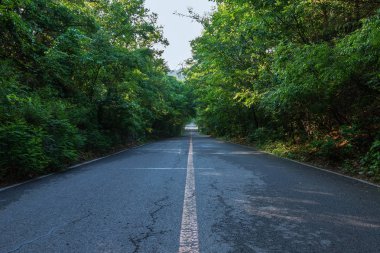 Yoğun orman orman yolu