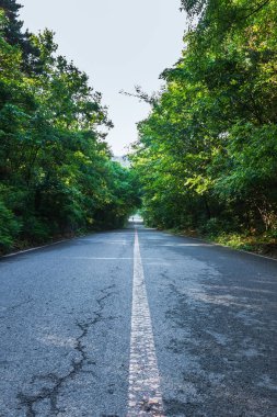 Yoğun orman orman yolu