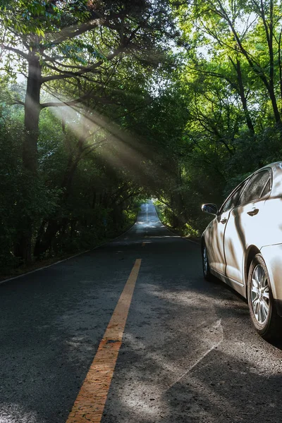 Yoğun orman orman yolu