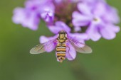 Méhek és virágok, méhek elfoglalt gyűjtése méz a virágok