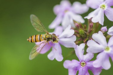Arılar ve çiçekler, arılar çiçeklerde bal toplamakla meşgul