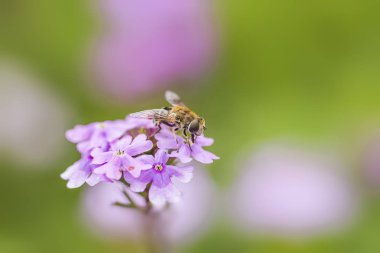 Arılar ve çiçekler, arılar çiçeklerde bal toplamakla meşgul