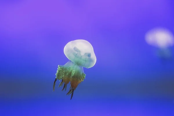 Denizanası Denizde Serbestçe Yüzen Şeffaf Çevreleyen Renkler Ile Renk Değişir — Stok fotoğraf