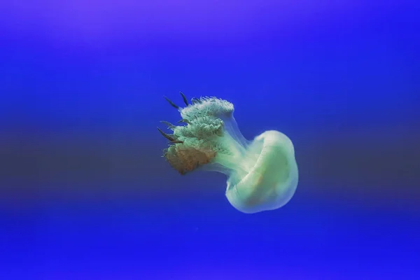 Kwal Drijvend Vrij Zee Het Transparant Kleur Verandert Met Omringende — Stockfoto