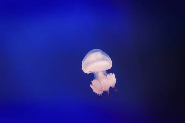 Les Méduses Flottant Librement Dans Mer Est Transparent Couleur Change — Photo