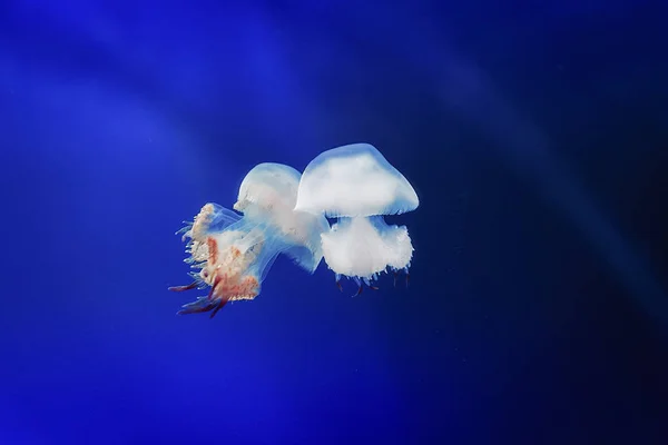 Kwal Drijvend Vrij Zee Het Transparant Kleur Verandert Met Omringende — Stockfoto