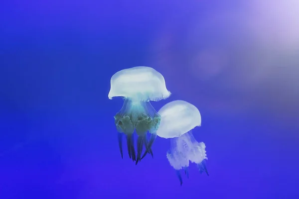 Kwal Drijvend Vrij Zee Het Transparant Kleur Verandert Met Omringende — Stockfoto