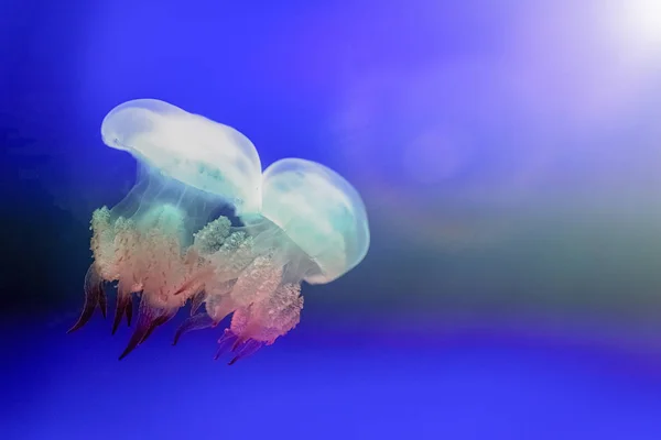 Jellyfish Floating Freely Sea Transparent Color Changes Surrounding Colors — Stock Photo, Image