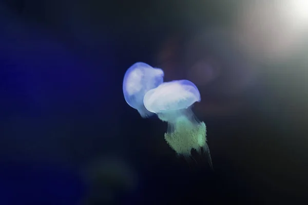 Jellyfish Pływających Swobodnie Morzu Jest Przezroczysty Kolor Zmienia Się Otaczającymi — Zdjęcie stockowe