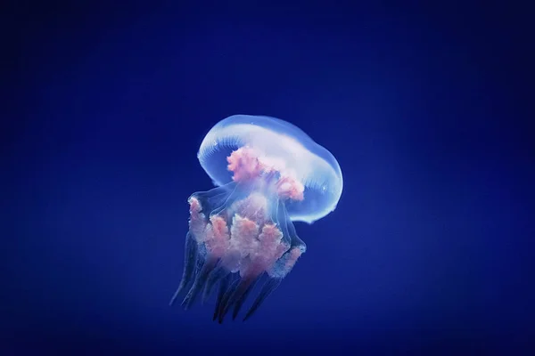 Denizanası denizde serbestçe yüzen, şeffaf ve çevreleyen renkler ile renk değişir.