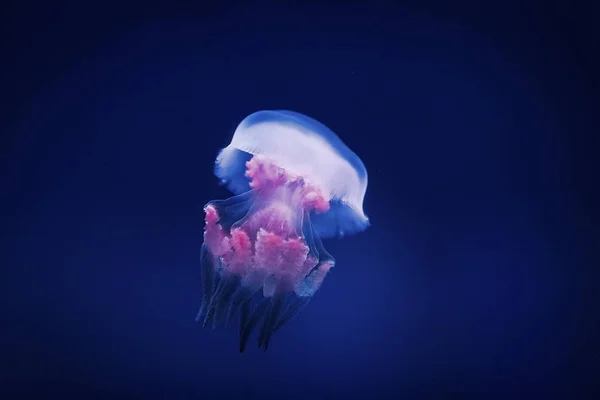 Jellyfish Floating Freely Sea Transparent Color Changes Surrounding Colors — Stock Photo, Image