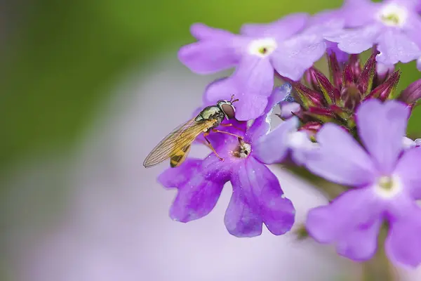 Včely Květiny Včely Zaměstná Sbírání Medu Květech — Stock fotografie