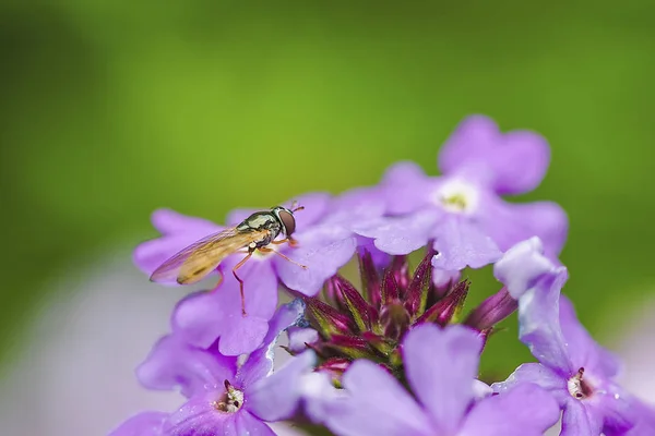 Abejas Flores Abejas Ocupadas Recogiendo Miel Las Flores —  Fotos de Stock