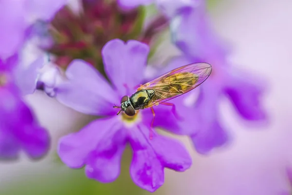 蜜蜂和花 蜜蜂忙着收集蜂蜜在花 — 图库照片